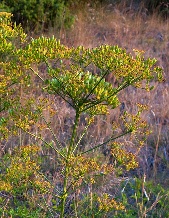 Ferulago campestris / Ferula finocchiazzo